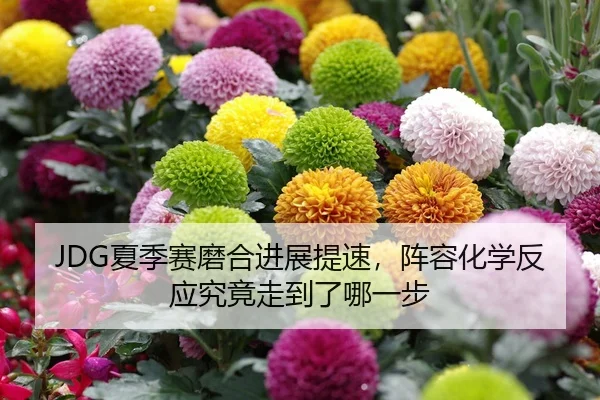 JDG夏季赛磨合进展提速，阵容化学反应究竟走到了哪一步